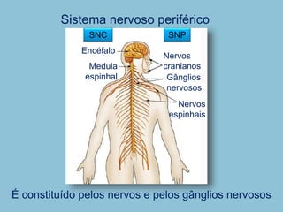 Sistema nervoso periférico
É constituído pelos nervos e pelos gânglios nervosos
SNC SNP
Gânglios
nervosos
Nervos
cranianos
Nervos
espinhais
Encéfalo
Medula
espinhal
 