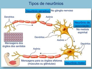 Tipos de neurônios
Neurônio sensitivo
Neurônio de
associação
Mensagens dos
órgãos dos sentidos
Na medula
espinhal
Mensagens para os órgãos efetores
(músculos ou glândulas)
Dendritos Axônio
Dendritos
Axônio
Dendritos
Axônio
Neurônio motor
No gânglio nervoso
 