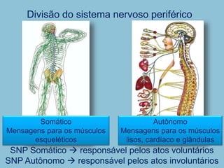 Divisão do sistema nervoso periférico
SNP Somático  responsável pelos atos voluntários
SNP Autônomo  responsável pelos atos involuntários
Somático
Mensagens para os músculos
esqueléticos
Autônomo
Mensagens para os músculos
lisos, cardíaco e glândulas
 