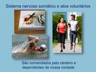 Sistema nervoso somático e atos voluntários
São comandados pelo cérebro e
dependentes de nossa vontade
 