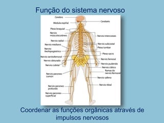 Função do sistema nervoso
Coordenar as funções orgânicas através de
impulsos nervosos
 