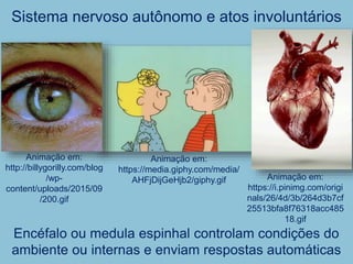 Sistema nervoso autônomo e atos involuntários
Encéfalo ou medula espinhal controlam condições do
ambiente ou internas e enviam respostas automáticas
Animação em:
http://billygorilly.com/blog
/wp-
content/uploads/2015/09
/200.gif
Animação em:
https://i.pinimg.com/origi
nals/26/4d/3b/264d3b7cf
25513bfa8f76318acc485
18.gif
Animação em:
https://media.giphy.com/media/
AHFjDijGeHjb2/giphy.gif
 