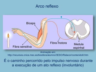 Arco reflexo
É o caminho percorrido pelo impulso nervoso durante
a execução de um ato reflexo (involuntário)
Fibra sensitiva
Fibra motora Medula
espinhal
Bíceps
Animação em:
http://recursos.cnice.mec.es/biosfera/alumno/3ESO/Relacor/contenido8.htm
 