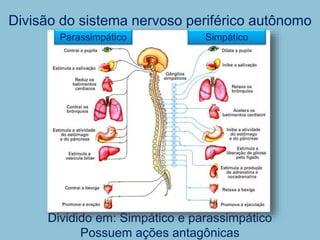 Divisão do sistema nervoso periférico autônomo
Dividido em: Simpático e parassimpático
Possuem ações antagônicas
Parassimpático Simpático
 