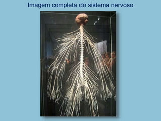 Imagem completa do sistema nervoso
 