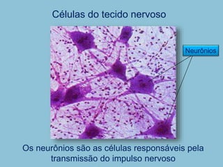 Células do tecido nervoso
Os neurônios são as células responsáveis pela
transmissão do impulso nervoso
Neurônios
 