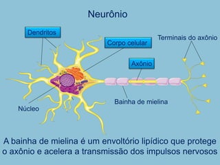 Neurônio
Dendritos
Axônio
Corpo celular
Bainha de mielina
Terminais do axônio
Núcleo
A bainha de mielina é um envoltório lipídico que protege
o axônio e acelera a transmissão dos impulsos nervosos
 