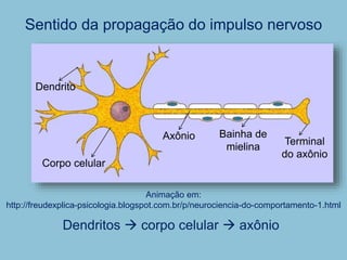 Sentido da propagação do impulso nervoso
Dendritos  corpo celular  axônio
Dendrito
Corpo celular
Axônio Bainha de
mielina
Terminal
do axônio
Animação em:
http://freudexplica-psicologia.blogspot.com.br/p/neurociencia-do-comportamento-1.html
 