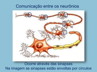 Comunicação entre os neurônios
Ocorre através das sinapses
Na imagem as sinapses estão envoltas por círculos
 
