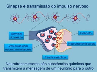 Sinapse e transmissão do impulso nervoso
Vesículas com
neurotransmissores
Neurotransmissores são substâncias químicas que
transmitem a mensagem de um neurônio para o outro
Terminal
do axônio
Dendrito
Fenda sináptica
Neurotransmissores
 