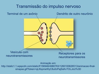 Transmissão do impulso nervoso
Animação em:
http://static1.1.sqspcdn.com/static/f/156948/4980763/1260100626513/animacao-final-
sinapse.gif?token=qLKkpmeWyC8u0cPajSsKvTOLJoU%3D
Terminal de um axônio Dendrito de outro neurônio
Vesícula com
neurotransmissores
Receptores para os
neurotransmissores
 