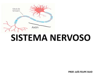 SISTEMA NERVOSO
PROF. LUÍS FELIPE SILIO
 