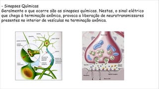 Sistema Nervoso.pdf