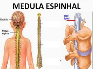 Medula espinhal
 