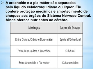  A aracnoide e a pia-máter são separadas
pelo líquido cefalorraquidiano ou liquor. Ele
confere proteção mecânica e amortecimento de
choques aos órgãos do Sistema Nervoso Central.
Ainda oferece nutrientes ao cérebro.
 