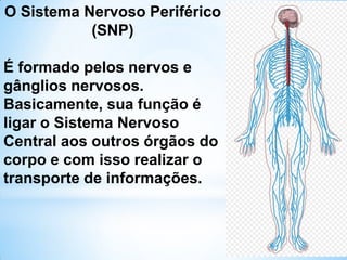 O Sistema Nervoso Periférico
(SNP)
É formado pelos nervos e
gânglios nervosos.
Basicamente, sua função é
ligar o Sistema Nervoso
Central aos outros órgãos do
corpo e com isso realizar o
transporte de informações.
 