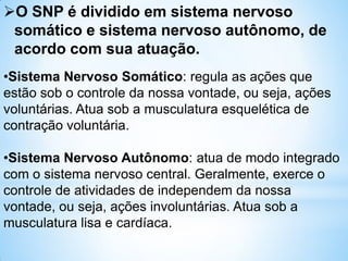 O SNP é dividido em sistema nervoso
somático e sistema nervoso autônomo, de
acordo com sua atuação.
•Sistema Nervoso Somático: regula as ações que
estão sob o controle da nossa vontade, ou seja, ações
voluntárias. Atua sob a musculatura esquelética de
contração voluntária.
•Sistema Nervoso Autônomo: atua de modo integrado
com o sistema nervoso central. Geralmente, exerce o
controle de atividades de independem da nossa
vontade, ou seja, ações involuntárias. Atua sob a
musculatura lisa e cardíaca.
 