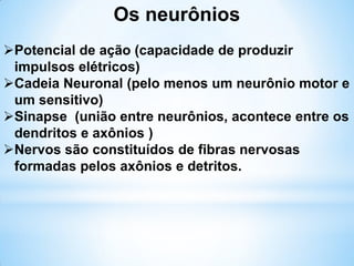 Os neurônios
Potencial de ação (capacidade de produzir
impulsos elétricos)
Cadeia Neuronal (pelo menos um neurônio motor e
um sensitivo)
Sinapse (união entre neurônios, acontece entre os
dendritos e axônios )
Nervos são constituídos de fibras nervosas
formadas pelos axônios e detritos.
 