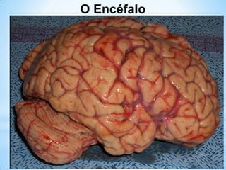 O Encéfalo
 