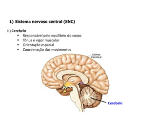 1) Sistema nervoso central (SNC)
II) Cerebelo
 Responsável pelo equilíbrio do corpo
 Tônus e vigor muscular
 Orientação espacial
 Coordenação dos movimentos
Cerebelo
 