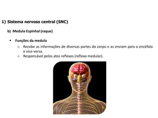 1) Sistema nervoso central (SNC)
b) Medula Espinhal (raque)
 Funções da medula
o Recebe as informações de diversas partes do corpo e as enviam para o encéfalo
e vice-versa.
o Responsável pelos atos reflexos (reflexo medular).
 
