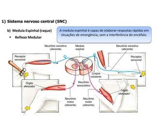 1) Sistema nervoso central (SNC)
b) Medula Espinhal (raque)
 Reflexo Medular
A medula espinhal é capaz de elaborar respostas rápidas em
situações de emergência, sem a interferência do encéfalo.
 