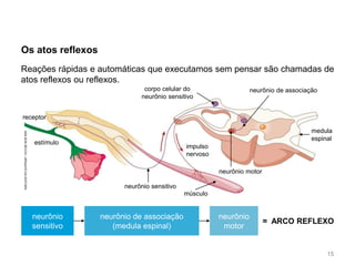 Os atos reflexos
neurônio
sensitivo
neurônio de associação
(medula espinal)
neurônio
motor
= ARCO REFLEXO
Reações rápidas e automáticas que executamos sem pensar são chamadas de
atos reflexos ou reflexos.
ADILSON
SECCO
/
ARQUIVO
DA
EDITORA
estímulo
receptor
neurônio sensitivo
impulso
nervoso
corpo celular do
neurônio sensitivo
neurônio motor
músculo
medula
espinal
neurônio de associação
15
 