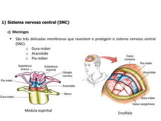 1) Sistema nervoso central (SNC)
c) Meninges
 São três delicadas membranas que revestem e protegem o sistema nervoso central
(SNC).
o Dura-máter
o Aracnóide
o Pia-máter
Medula espinhal
Encéfalo
 