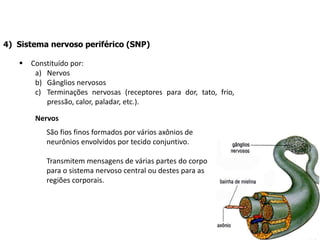 4) Sistema nervoso periférico (SNP)
 Constituído por:
a) Nervos
b) Gânglios nervosos
c) Terminações nervosas (receptores para dor, tato, frio,
pressão, calor, paladar, etc.).
Nervos
São fios finos formados por vários axônios de
neurônios envolvidos por tecido conjuntivo.
Transmitem mensagens de várias partes do corpo
para o sistema nervoso central ou destes para as
regiões corporais.
 