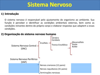 Sistema Nervoso
1) Introdução
O sistema nervoso é responsável pelo ajustamento do organismo ao ambiente. Sua
função é perceber e identificar as condições ambientais externas, bem como as
condições reinantes dentro do próprio corpo e elaborar respostas que adaptem a essas
condições.
2) Organização do sistema nervoso humano
Sistema Nervoso Central
(SNC)
Encéfalo
Cérebro
Cerebelo
Tronco Encefálico
Mesencéfalo
Ponte
Bulbo
Sistema Nervoso Periférico
(SNP)
Nervos cranianos (12 pares)
Nervos raquidianos (31 pares)
Terminações nervosas
 