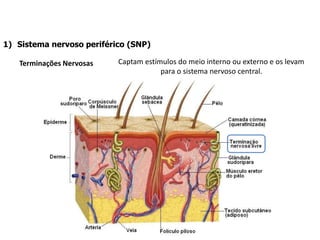 1) Sistema nervoso periférico (SNP)
Terminações Nervosas Captam estímulos do meio interno ou externo e os levam
para o sistema nervoso central.
 