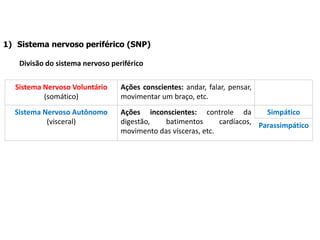 1) Sistema nervoso periférico (SNP)
Divisão do sistema nervoso periférico
Sistema Nervoso Voluntário
(somático)
Ações conscientes: andar, falar, pensar,
movimentar um braço, etc.
Sistema Nervoso Autônomo
(visceral)
Ações inconscientes: controle da
digestão, batimentos cardíacos,
movimento das vísceras, etc.
Simpático
Parassimpático
 
