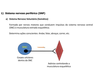 1) Sistema nervoso periférico (SNP)
a) Sistema Nervoso Voluntário (Somático)
Formado por nervos motores que conduzem impulsos do sistema nervoso central
(SNC) à musculatura estriada esquelética.
Determina ações conscientes: Andar, falar, abraçar, correr, etc.
SNC
Corpos celulares
dentro do SNC
Axônios controlando a
musculatura esquelética
 