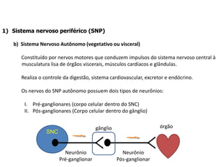 1) Sistema nervoso periférico (SNP)
b) Sistema Nervoso Autônomo (vegetativo ou visceral)
Constituído por nervos motores que conduzem impulsos do sistema nervoso central à
musculatura lisa de órgãos viscerais, músculos cardíacos e glândulas.
Realiza o controle da digestão, sistema cardiovascular, excretor e endócrino.
Os nervos do SNP autônomo possuem dois tipos de neurônios:
I. Pré-ganglionares (corpo celular dentro do SNC)
II. Pós-ganglionares (Corpo celular dentro do gânglio)
SNC
órgão
gânglio
Neurônio
Pós-ganglionar
Neurônio
Pré-ganglionar
 