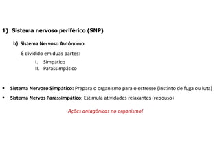 1) Sistema nervoso periférico (SNP)
b) Sistema Nervoso Autônomo
É dividido em duas partes:
I. Simpático
II. Parassimpático
 Sistema Nervoso Simpático: Prepara o organismo para o estresse (instinto de fuga ou luta)
 Sistema Nervos Parassimpático: Estimula atividades relaxantes (repouso)
Ações antagônicas no organismo!
 