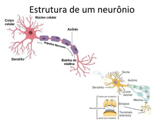 Estrutura de um neurônio
 
