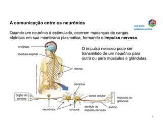 INGEBORG
ASBACH
/
ARQUIVO
DA
EDITORA
A comunicação entre os neurônios
O impulso nervoso pode ser
transmitido de um neurônio para
outro ou para músculos e glândulas.
Quando um neurônio é estimulado, ocorrem mudanças de cargas
elétricas em sua membrana plasmática, formando o impulso nervoso.
encéfalo
medula espinal
nervos
dentritos
corpo celular
músculo ou
glândula
sentido do
impulso nervoso
axônio
sinapse
neurônios
órgão do
sentido
4
Link para
ambiente online
 