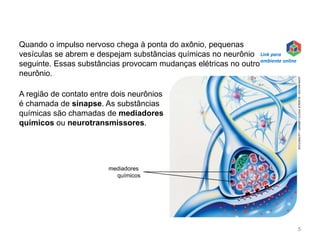 Quando o impulso nervoso chega à ponta do axônio, pequenas
vesículas se abrem e despejam substâncias químicas no neurônio
seguinte. Essas substâncias provocam mudanças elétricas no outro
neurônio.
A região de contato entre dois neurônios
é chamada de sinapse. As substâncias
químicas são chamadas de mediadores
químicos ou neurotransmissores.
mediadores
químicos
JOHN
BAVOSI
/
SCIENCE
PHOTO
LIBRARY
/
LATINSTOCK
5
Link para
ambiente online
 