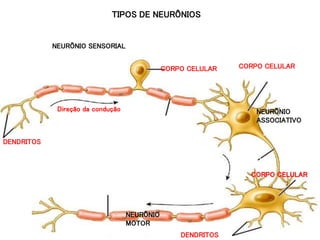 6
TIPOS DE NEURÔNIOS
DENDRITOS
CORPO CELULAR CORPO CELULAR
CORPO CELULAR
DENDRITOS
Direção da condução
AXÔNIO
AXÔNIO
AXÔNIO
NEURÔNIO SENSORIAL
NEURÔNIO
ASSOCIATIVO
NEURÔNIO
MOTOR
 