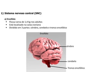 1) Sistema nervoso central (SNC)
a) Encéfalo
 Possui cerca de 1,4 kg nos adultos
 Está localizado na caixa craniana
 Dividido em 3 partes: cérebro, cerebelo e tronco encefálico
Encéfalo
cérebro
cerebelo
Tronco encefálico
 