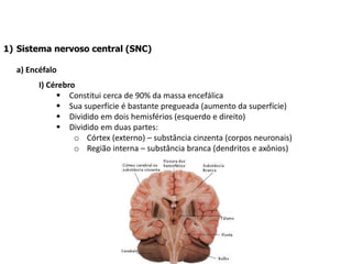 1) Sistema nervoso central (SNC)
a) Encéfalo
I) Cérebro
 Constitui cerca de 90% da massa encefálica
 Sua superfície é bastante pregueada (aumento da superfície)
 Dividido em dois hemisférios (esquerdo e direito)
 Dividido em duas partes:
o Córtex (externo) – substância cinzenta (corpos neuronais)
o Região interna – substância branca (dendritos e axônios)
 