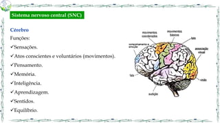 Cérebro
Funções:
Sensações.
Atos conscientes e voluntários (movimentos).
Pensamento.
Memória.
Inteligência.
Aprendizagem.
Sentidos.
Equilíbrio.
Sistema nervoso central (SNC)
 