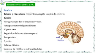 Cérebro
Tálamo e Hipotálamo (presentes na região inferior do cérebro).
Tálamo
Reorganização dos estímulos nervosos.
Percepção sensorial (consciência).
Hipotálamo
Regulador da homeostase corporal.
Temperatura.
Apetite.
Balanço hídrico.
Controle da hipófise e outras glândulas.
Sistema nervoso central (SNC)
 