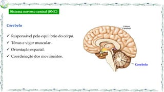 Cerebelo
 Responsável pelo equilíbrio do corpo.
 Tônus e vigor muscular.
 Orientação espacial.
 Coordenação dos movimentos.
Cerebelo
Sistema nervoso central (SNC)
 