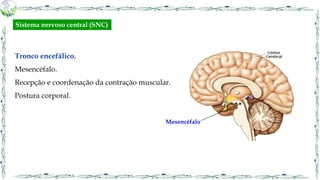 Tronco encefálico.
Mesencéfalo.
Recepção e coordenação da contração muscular.
Postura corporal.
Mesencéfalo
Sistema nervoso central (SNC)
 