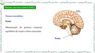 Tronco encefálico
Ponte
Manutenção da postura corporal,
equilíbrio do corpo e tônus muscular.
Ponte
Sistema nervoso central (SNC)
 