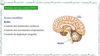 Tronco encefálico
Bulbo
Controle dos batimentos cardíacos.
Controle dos movimentos respiratórios.
Controle da deglutição (engolir).
Bulbo
Sistema nervoso central (SNC)
 