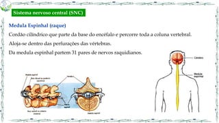 Medula Espinhal (raque)
Cordão cilíndrico que parte da base do encéfalo e percorre toda a coluna vertebral.
Aloja-se dentro das perfurações das vértebras.
Da medula espinhal partem 31 pares de nervos raquidianos.
Sistema nervoso central (SNC)
 
