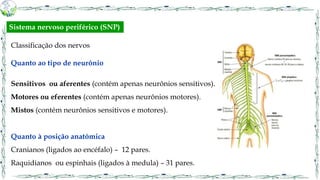 Classificação dos nervos
Quanto ao tipo de neurônio
Sensitivos ou aferentes (contém apenas neurônios sensitivos).
Motores ou eferentes (contém apenas neurônios motores).
Mistos (contém neurônios sensitivos e motores).
Quanto à posição anatômica
Cranianos (ligados ao encéfalo) – 12 pares.
Raquidianos ou espinhais (ligados à medula) – 31 pares.
Sistema nervoso periférico (SNP)
 