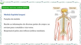 Medula Espinhal (raque)
Funções da medula
Recebe as informações de diversas partes do corpo e as
enviam para o encéfalo e vice-versa.
Responsável pelos atos reflexos (reflexo medular).
Sistema nervoso central (SNC)
 